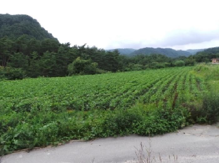 강원특별자치도 평창군 진부면 간평리 90-7 외 4필지 전 경매 사진 1