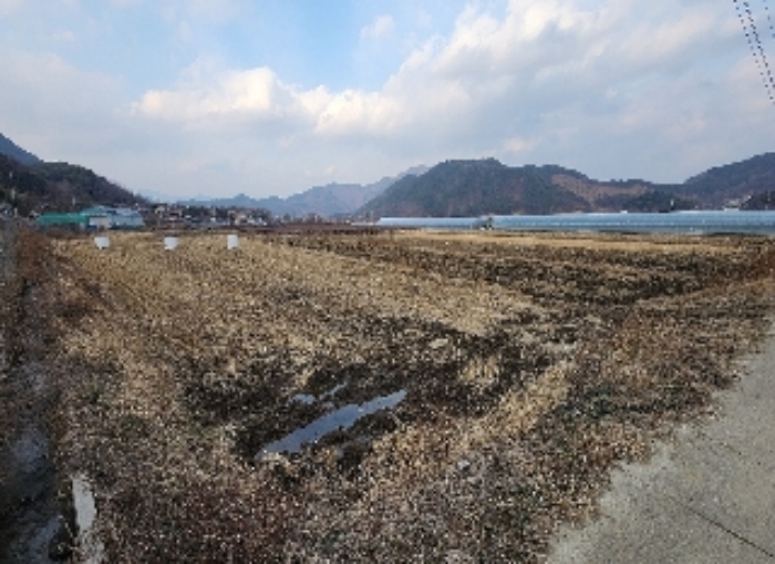 충청북도 영동군 매곡면 노천리 175 답 경매 사진 2