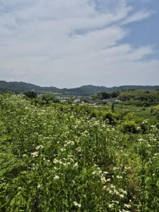 광주광역시 남구 양과동 1093-2 외 4필지 전 경매 사진 2