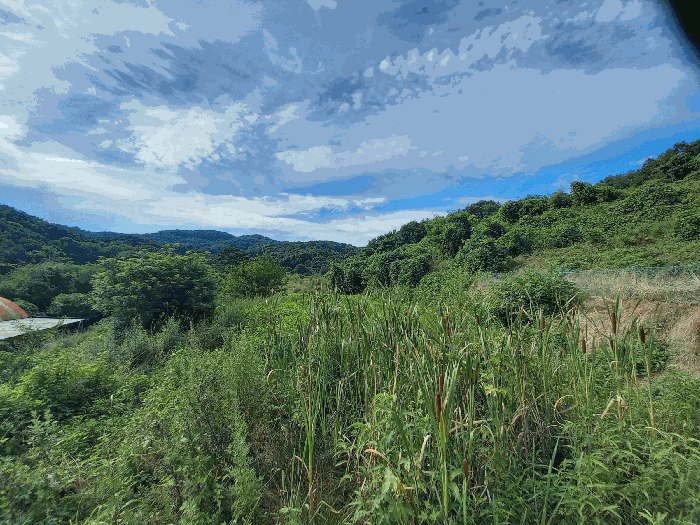충청남도 예산군 광시면 구례리 390 답 경매 사진 2