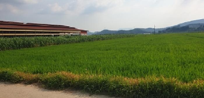 충청남도 예산군 광시면 관음리 202-7 답 경매 사진 1